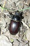 Lucanus cervus
