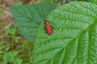 Pyrochroa serraticornis