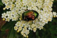 Cetonia aurata