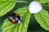 Harmonia axyridis
