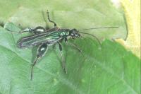 Oedemera nobilis