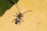 Pogonocherus hispidus