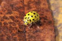 Psyllobora vigintiduopunctata