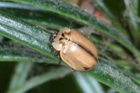 Aphidecta obliterata