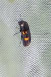 Ptosima undecimmaculata