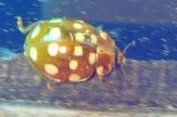 Halyzia sedecimguttata