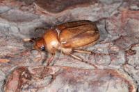 Rhizotrogus aestivus