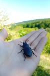 Lucanus cervus