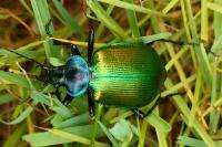 Calosoma sycophanta