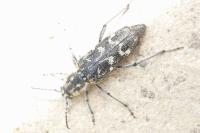 Xylotrechus rusticus