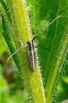 Agapanthia cardui