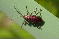 Plateumaris