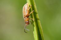 Galerucella