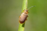 Galerucella