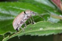 Phyllobius pyri
