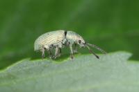 Phyllobius roboretanus