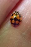 Adalia decempunctata