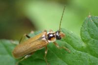 Cantharis decipiens
