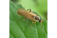 Cantharis decipiens