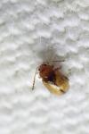 Lythraria salicariae