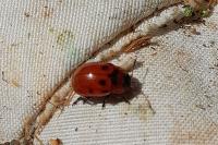 Gonioctena viminalis