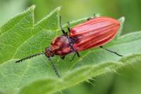 Anostirus purpureus