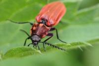 Anostirus purpureus