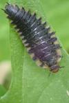 Oiceoptoma thoracicum