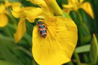 Trichodes alvearius
