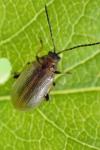 Lochmaea capreae
