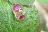 Cassida azurea