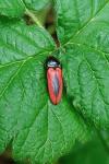 Ampedus sanguinolentus