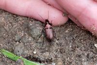 Poecilus