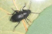 Stenomax aeneus