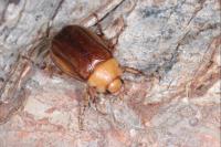 Rhizotrogus aestivus