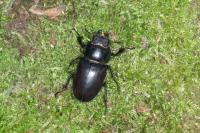 Lucanus cervus