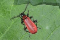 Pyrochroa coccinea