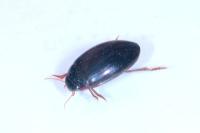 Agabus bipustulatus