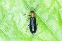 Tillus elongatus