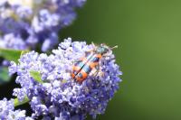 Trichodes alvearius