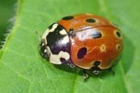 Anatis ocellata