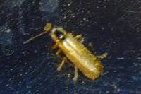 Cantharis decipiens