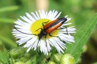 Stenurella melanura