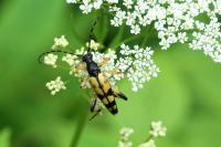 Rutpela maculata