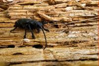 Lamia textor