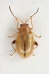 Aphthona lutescens