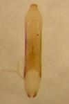 Aphthona lutescens