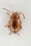 Lythraria salicariae