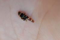 Clytus arietis