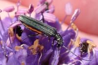 Oedemera lurida